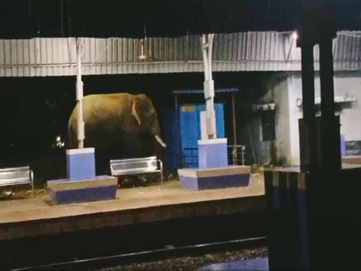 Video: Elephant spotted roaming in Andhra railway station, villagers in panic