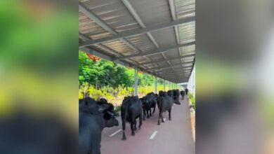 Watch: Buffalo herd strolling on Hyderabad's solar cycling track
