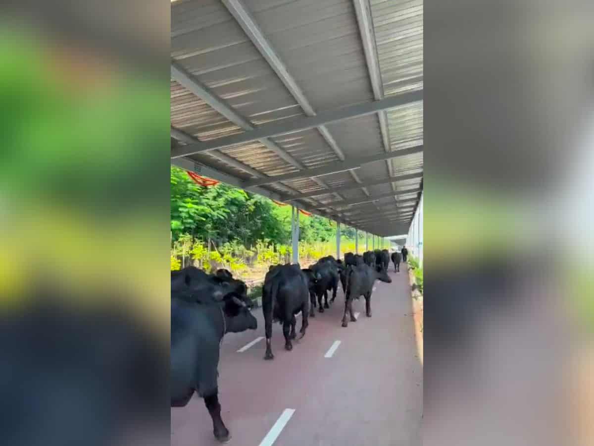 Watch: Buffalo herd strolling on Hyderabad's solar cycling track