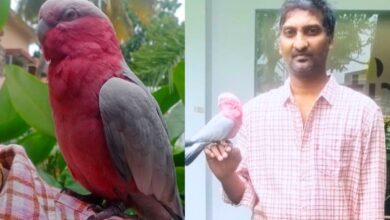 Hyderabad: Missing parrot worth Rs 1.3L rescued by Jubilee Hills cops