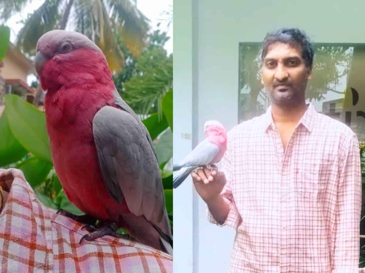 Hyderabad: Missing parrot worth Rs 1.3L rescued by Jubilee Hills cops