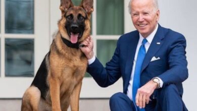 Biden's dog involved in more biting incidents at WH than reported: Report