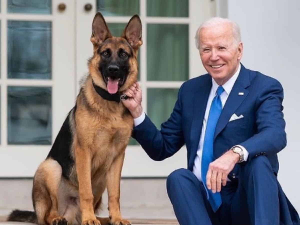 Biden's dog involved in more biting incidents at WH than reported: Report