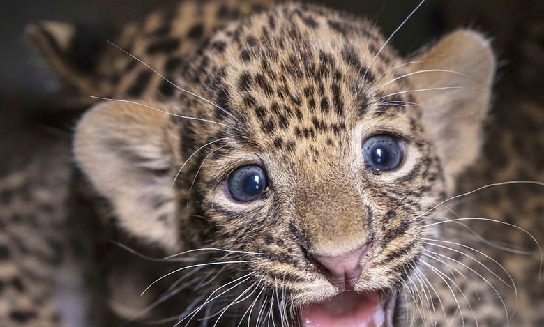 leopard cub