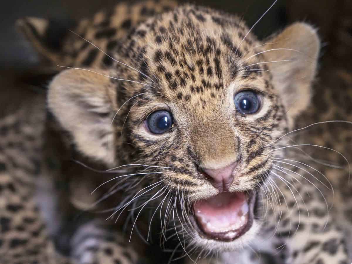 leopard cub