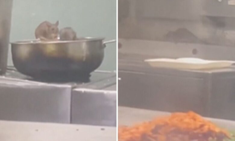 rats train pantryq