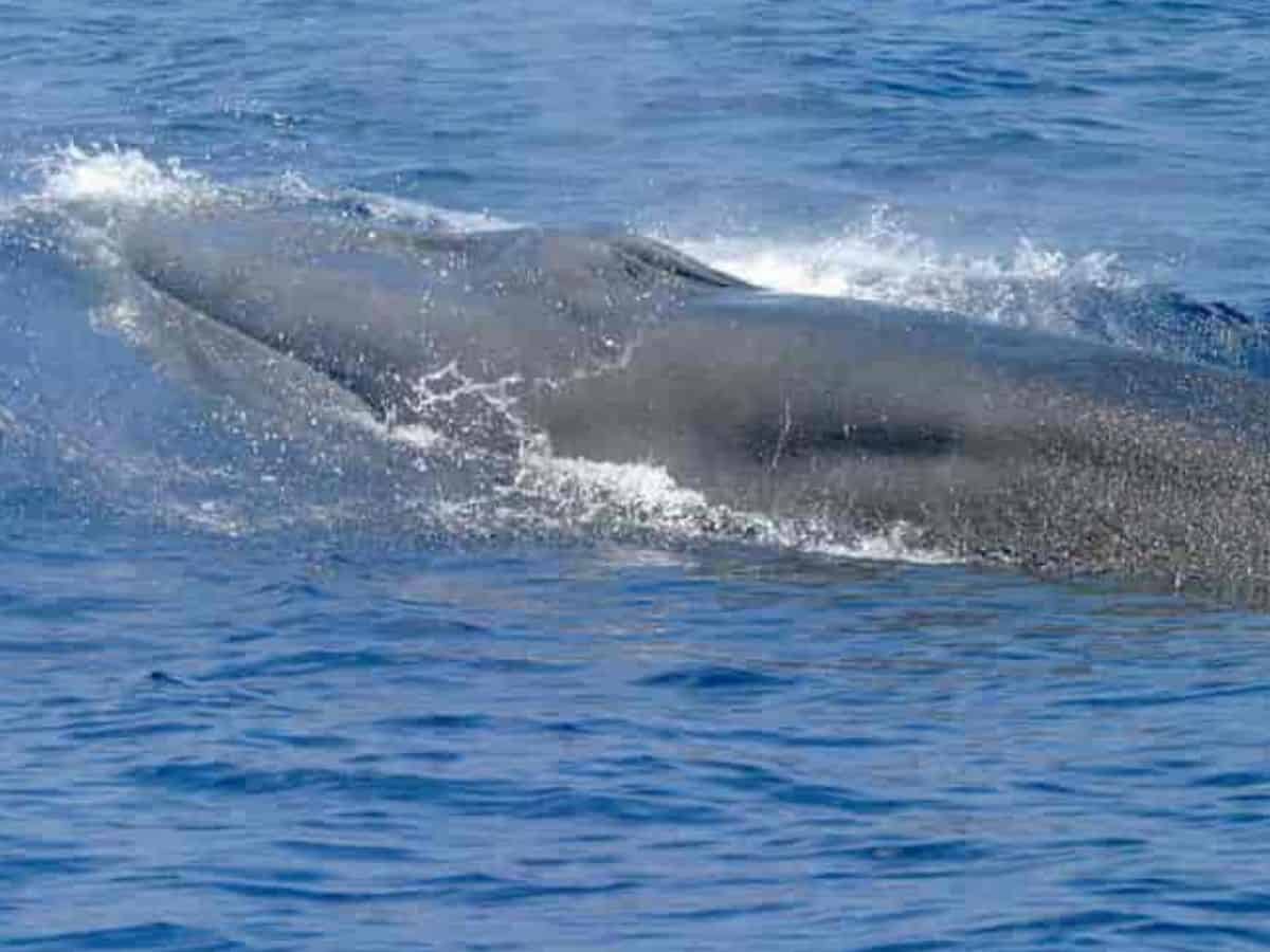 Bryde’s whale