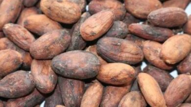 Cocoa market turmoil: Prices surge to highest since 1978