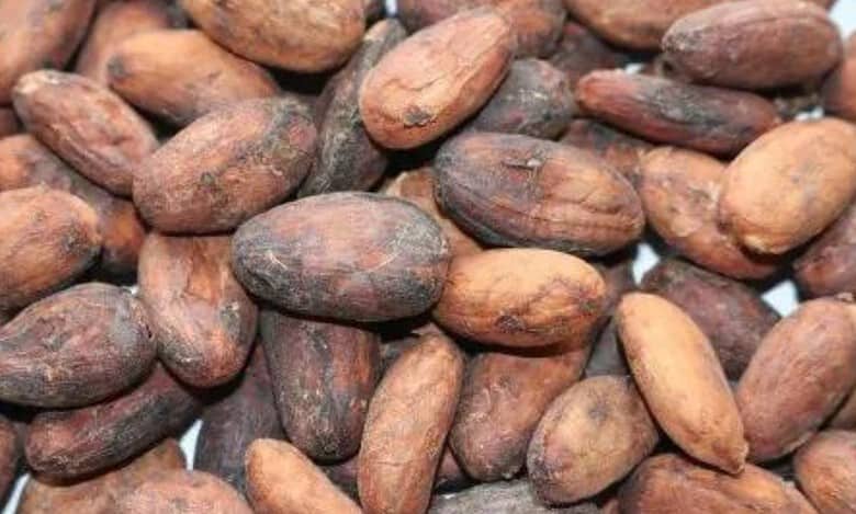 Cocoa market turmoil: Prices surge to highest since 1978
