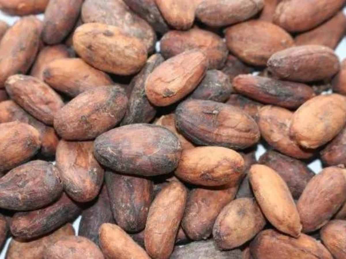 Cocoa market turmoil: Prices surge to highest since 1978