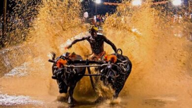 Bengaluru gearing up to witness Kambala, Karnataka's buffalo race