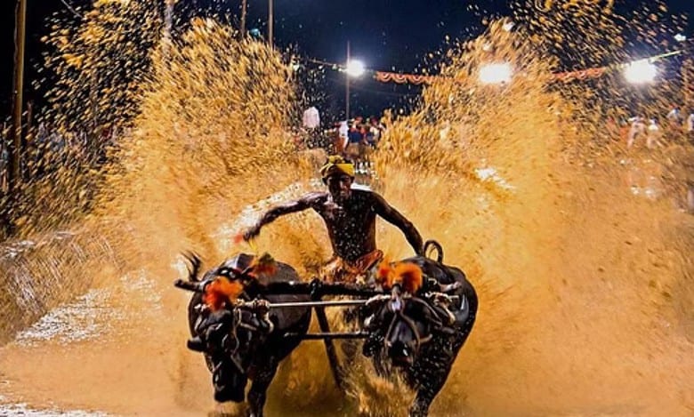 Bengaluru gearing up to witness Kambala, Karnataka's buffalo race
