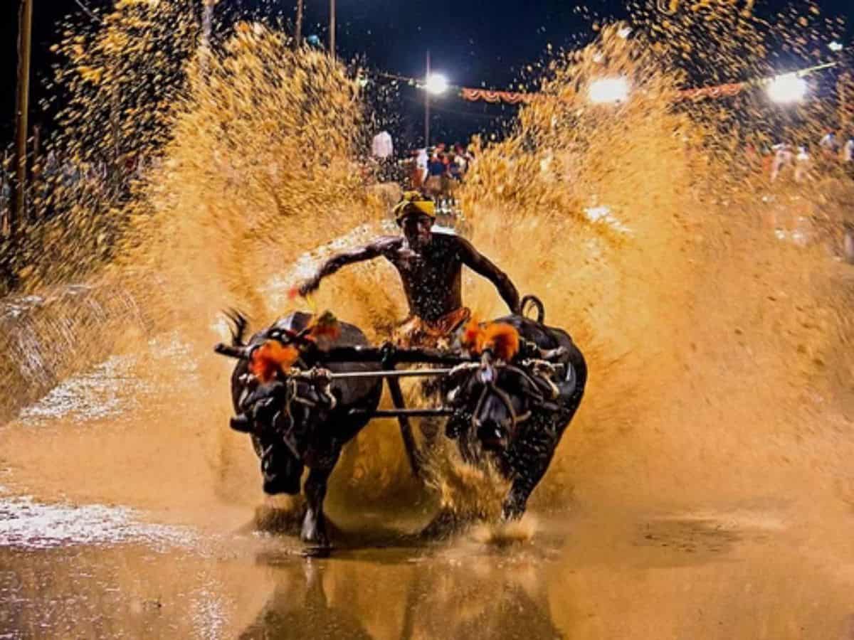 Bengaluru gearing up to witness Kambala, Karnataka's buffalo race