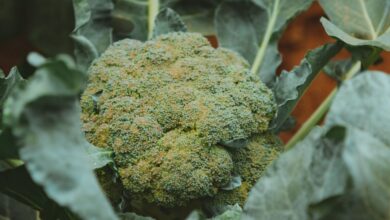 Karnataka: Cultivation of Broccoli near Bengaluru boosts farmers' income