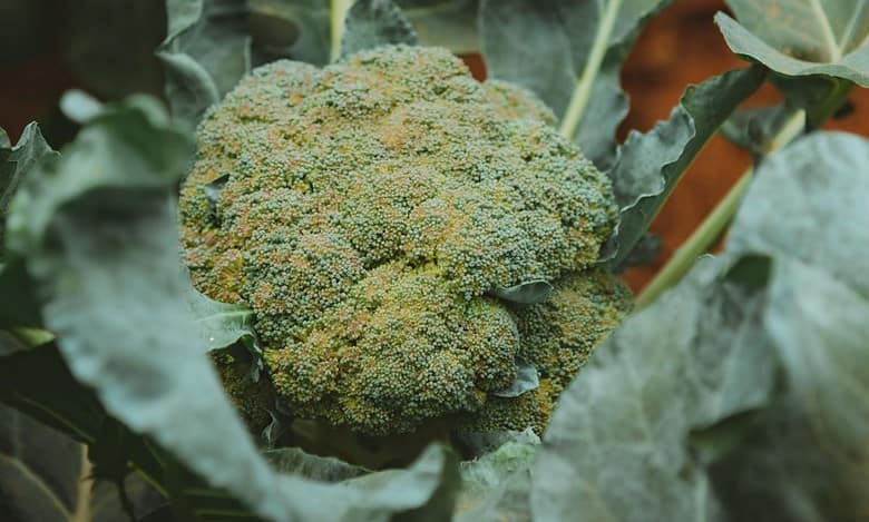 Karnataka: Cultivation of Broccoli near Bengaluru boosts farmers' income