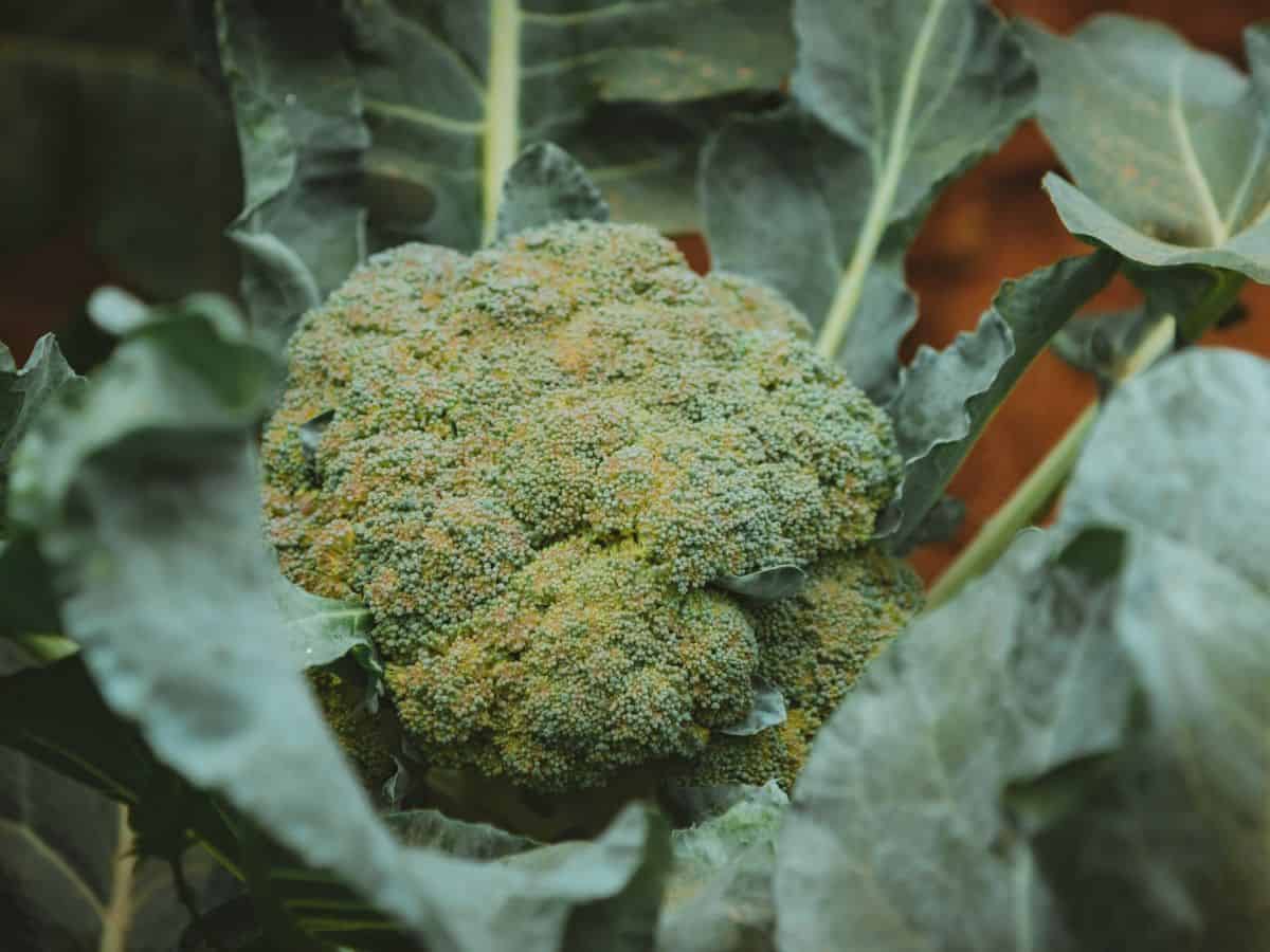 Karnataka: Cultivation of Broccoli near Bengaluru boosts farmers' income