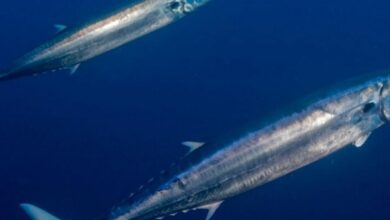 World's 1st-ever project to track kingfish by satellite launched in Abu Dhabi