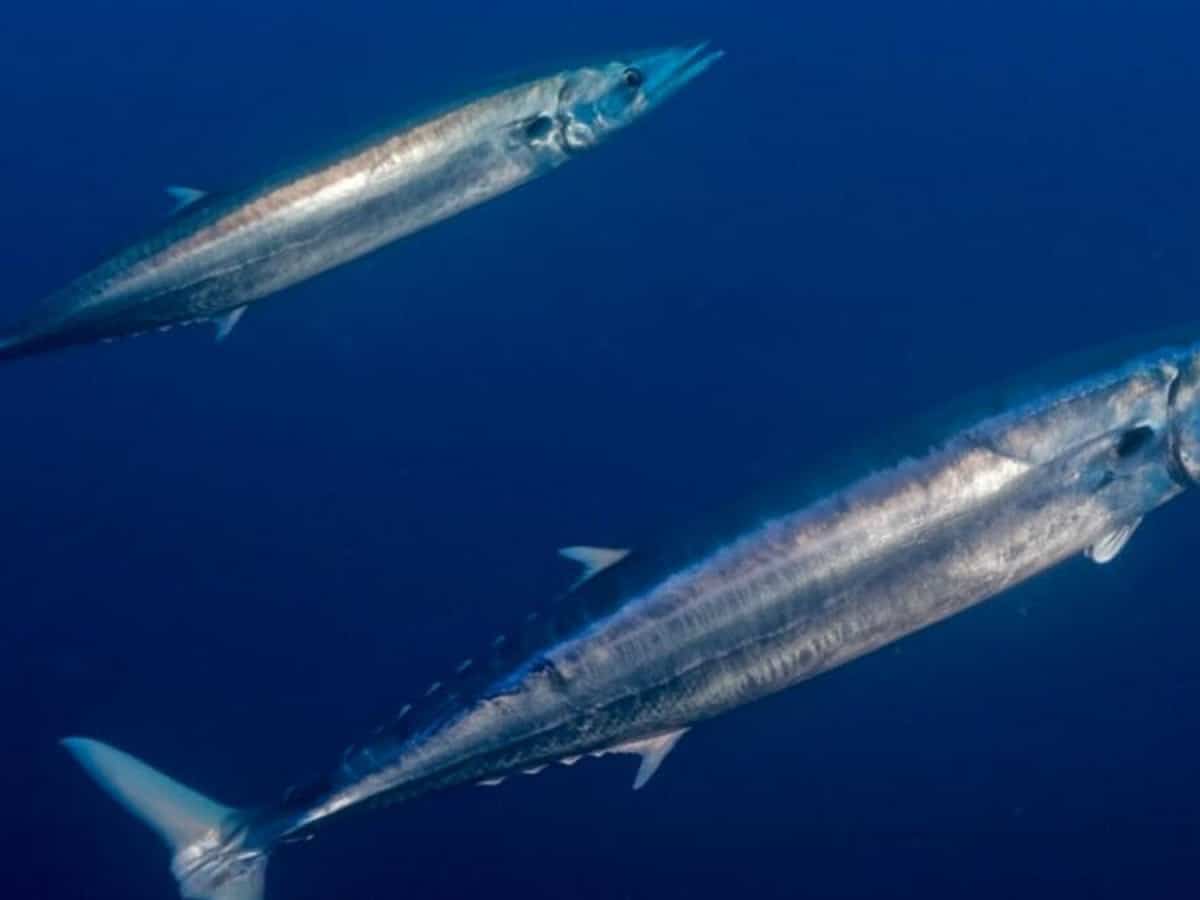 World's 1st-ever project to track kingfish by satellite launched in Abu Dhabi
