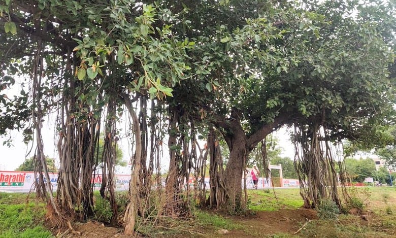 Protect banyans in Hyderabad's Chevella: NGT to highway authority