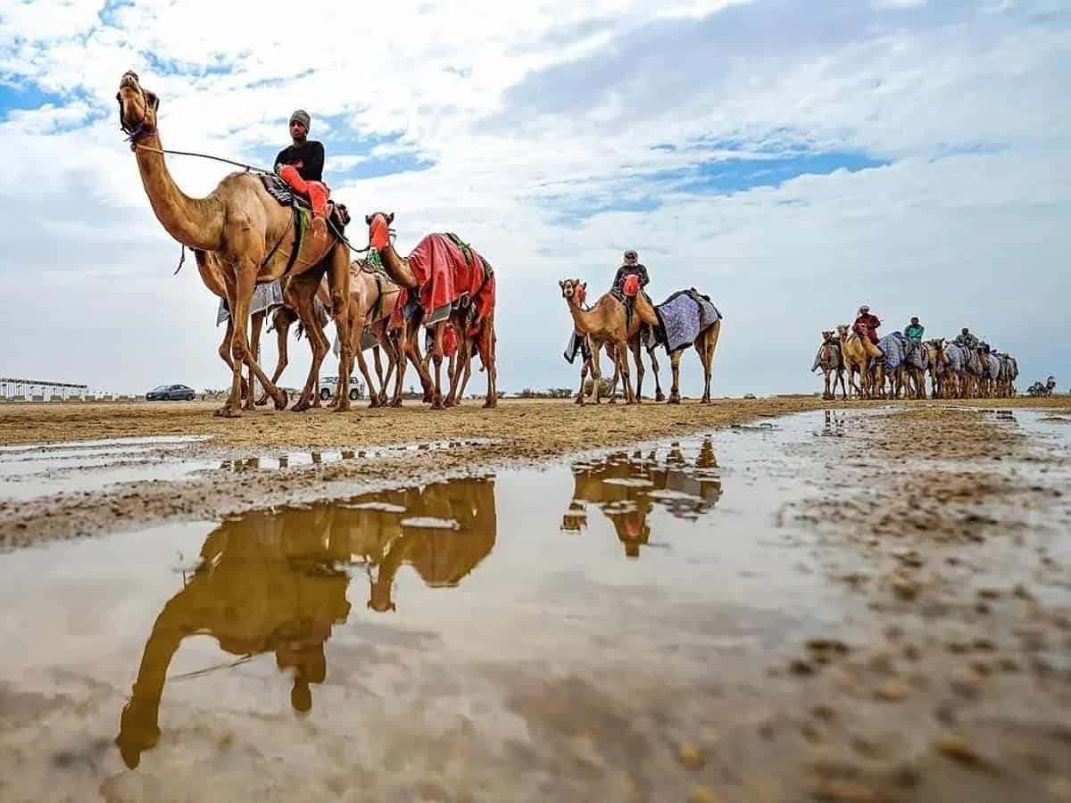 Saudi announces 1st edition of Custodian of the Two Holy Mosques Camel Festival