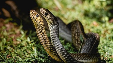 Over 13K snakes rescued in Hyderabad in 2024, says report