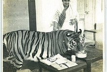 Tigress Khairi sacrificed her life to protect humans; an unusual story of love and compassion