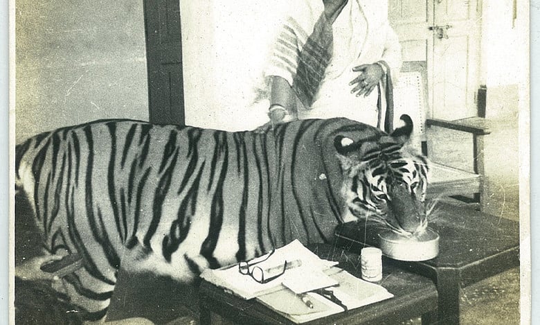 Tigress Khairi sacrificed her life to protect humans; an unusual story of love and compassion