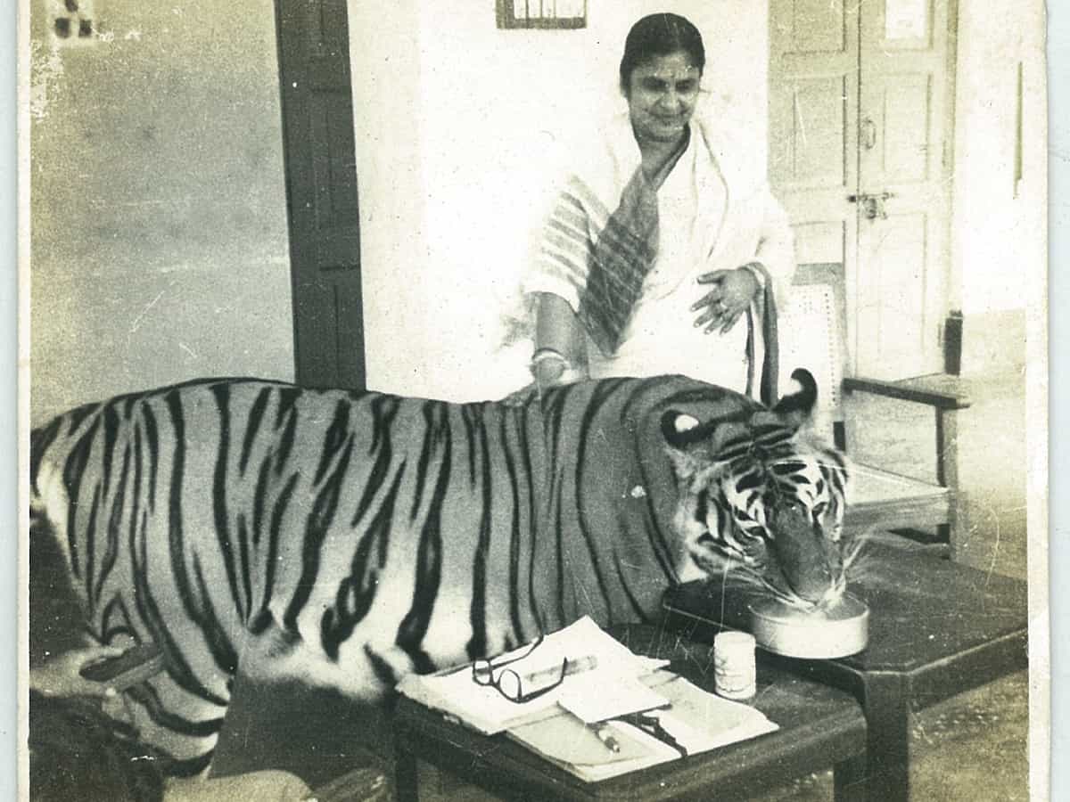 Tigress Khairi sacrificed her life to protect humans; an unusual story of love and compassion