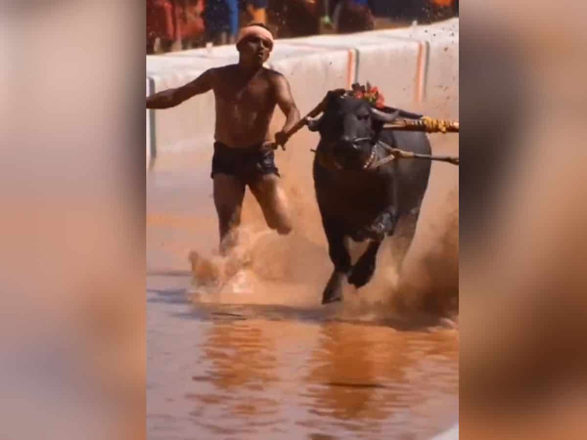 Kambala