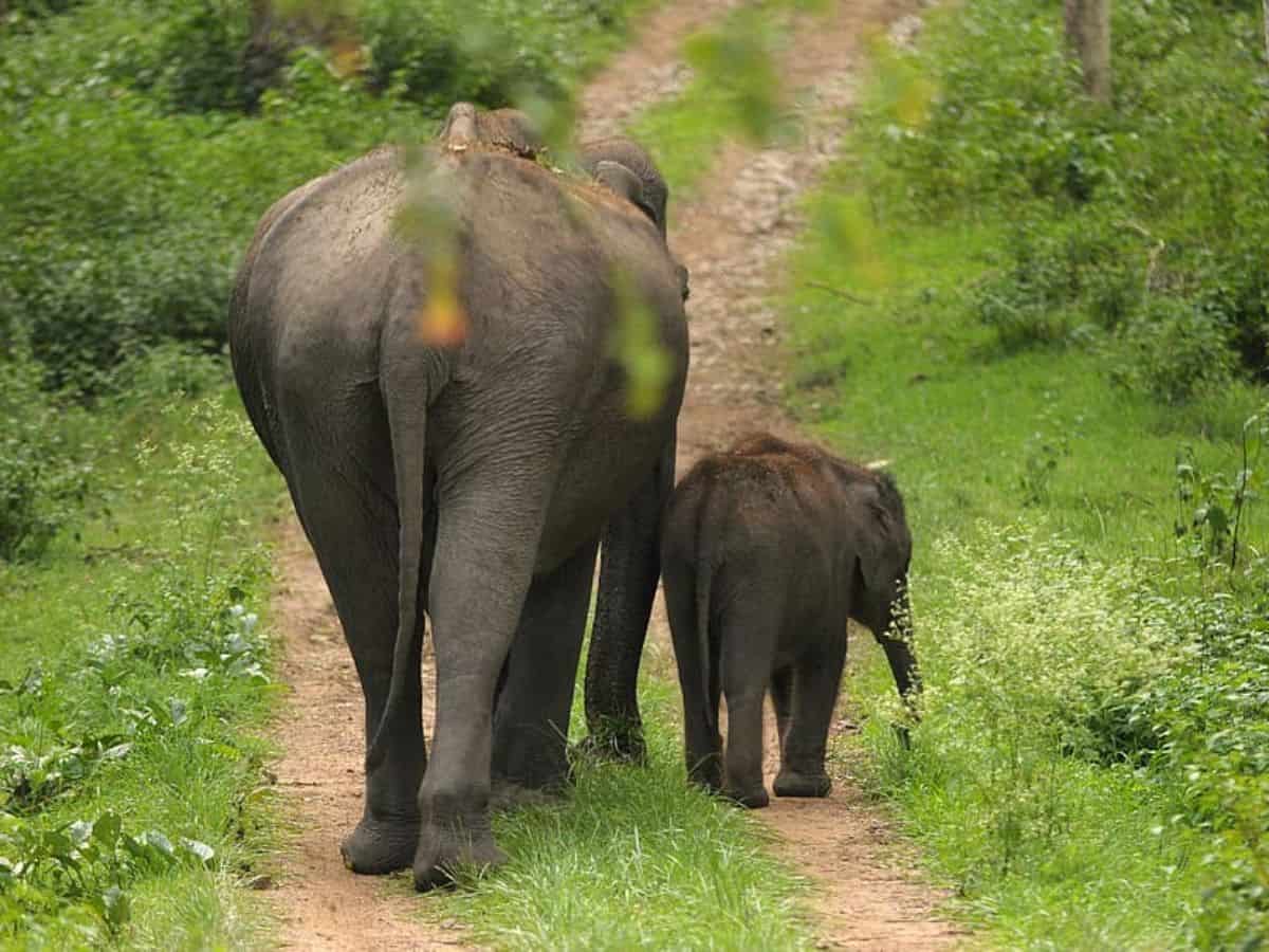 Three elephants die of goods train collision in North Bengal