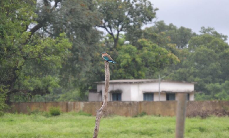 Telangana state bird’s good luck charm is its biggest threat