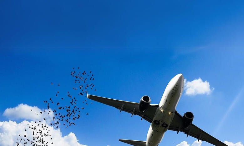 Planes killed 180 birds at Hyd Airport since 2018: VK Singh