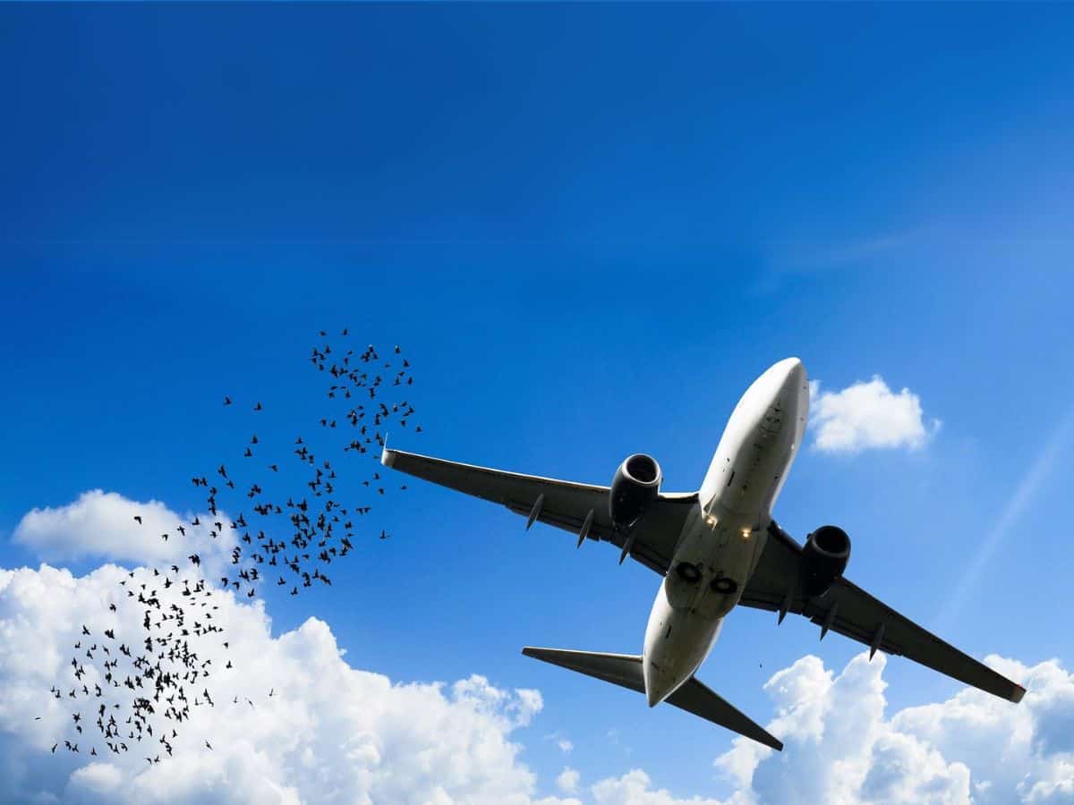 Planes killed 180 birds at Hyd Airport since 2018: VK Singh