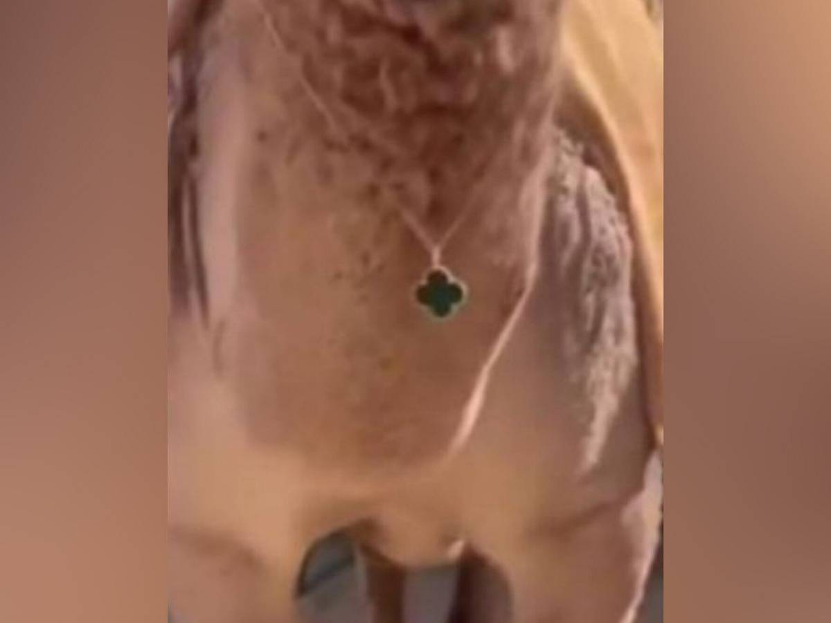 Watch: Camel in Saudi Arabia receives Rs 6L Van Cleef necklace