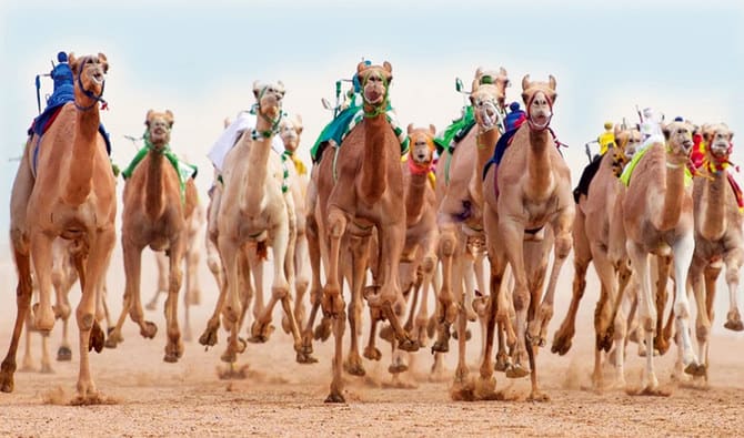 Saudi Arabia designates 2024 as ‘Year of Camels’