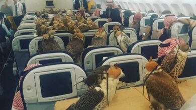 Watch: Saudi Prince once booked economy class tickets for his 80 falcons