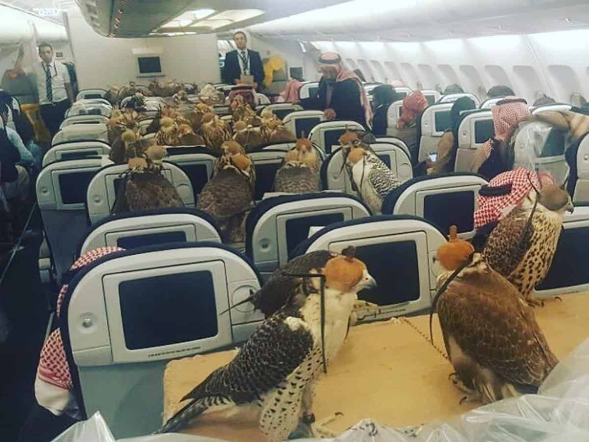 Watch: Saudi Prince once booked economy class tickets for his 80 falcons