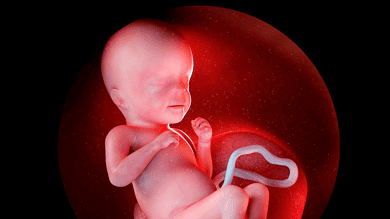 Karnataka foeticide scam: Foetuses thrown in dustbin with medical waste