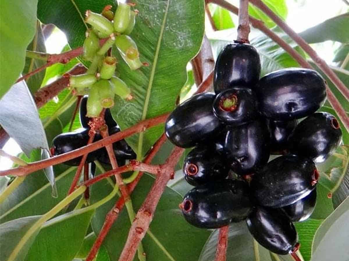 Decoding Jamun, the Indian blackberry: It provides numerous therapeutic benefits