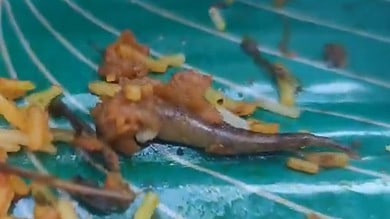 Lizard tail found in Biryani, restaurateur say its fish biryani 