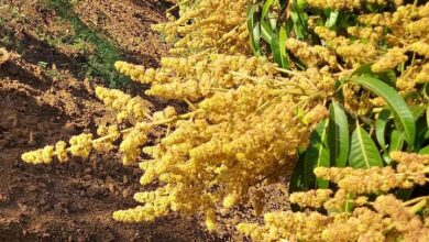 The scarcity of rain has resulted in early flowering for mango crops, promising an early entry into the market next year.