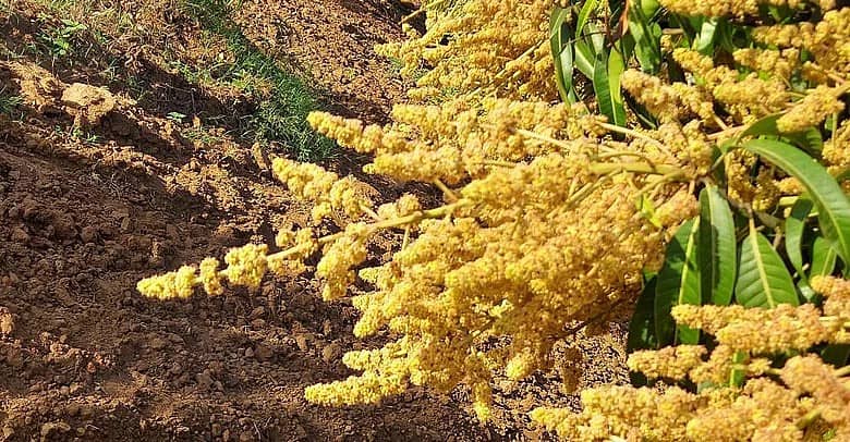 The scarcity of rain has resulted in early flowering for mango crops, promising an early entry into the market next year.