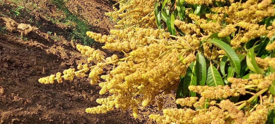 The scarcity of rain has resulted in early flowering for mango crops, promising an early entry into the market next year.