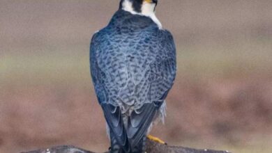 Karnataka: Rare sighting of Peregrine Falcon in Koppal district