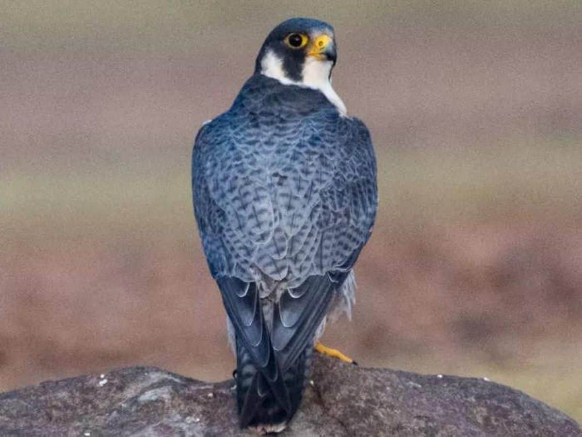 Karnataka: Rare sighting of Peregrine Falcon in Koppal district