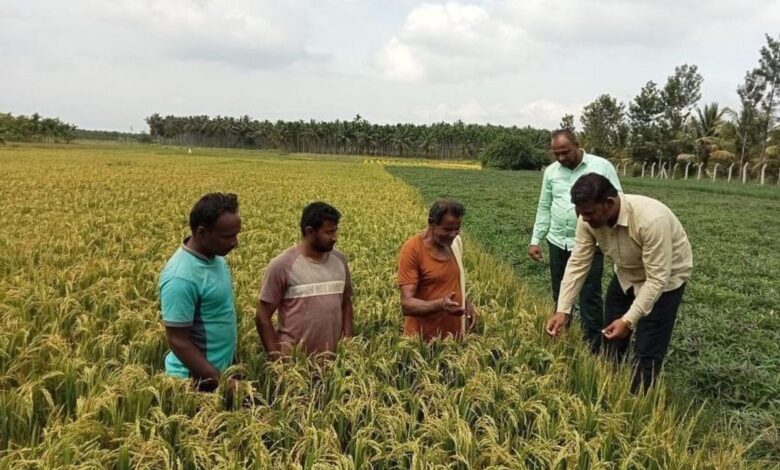 Karnataka: Tumkur farmers cultivate rice tailored for diabetics