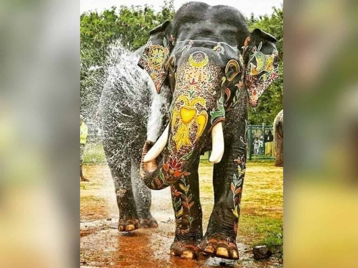 majestic elephant Arjuna