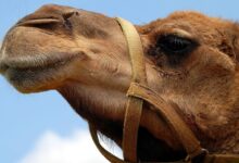 camel slaughter in hyderabad