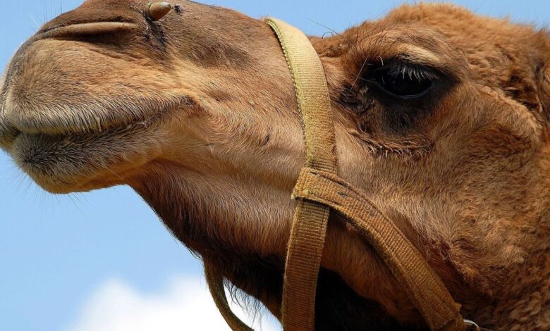 Pakistani landlord faces jail for chopping off camel's leg