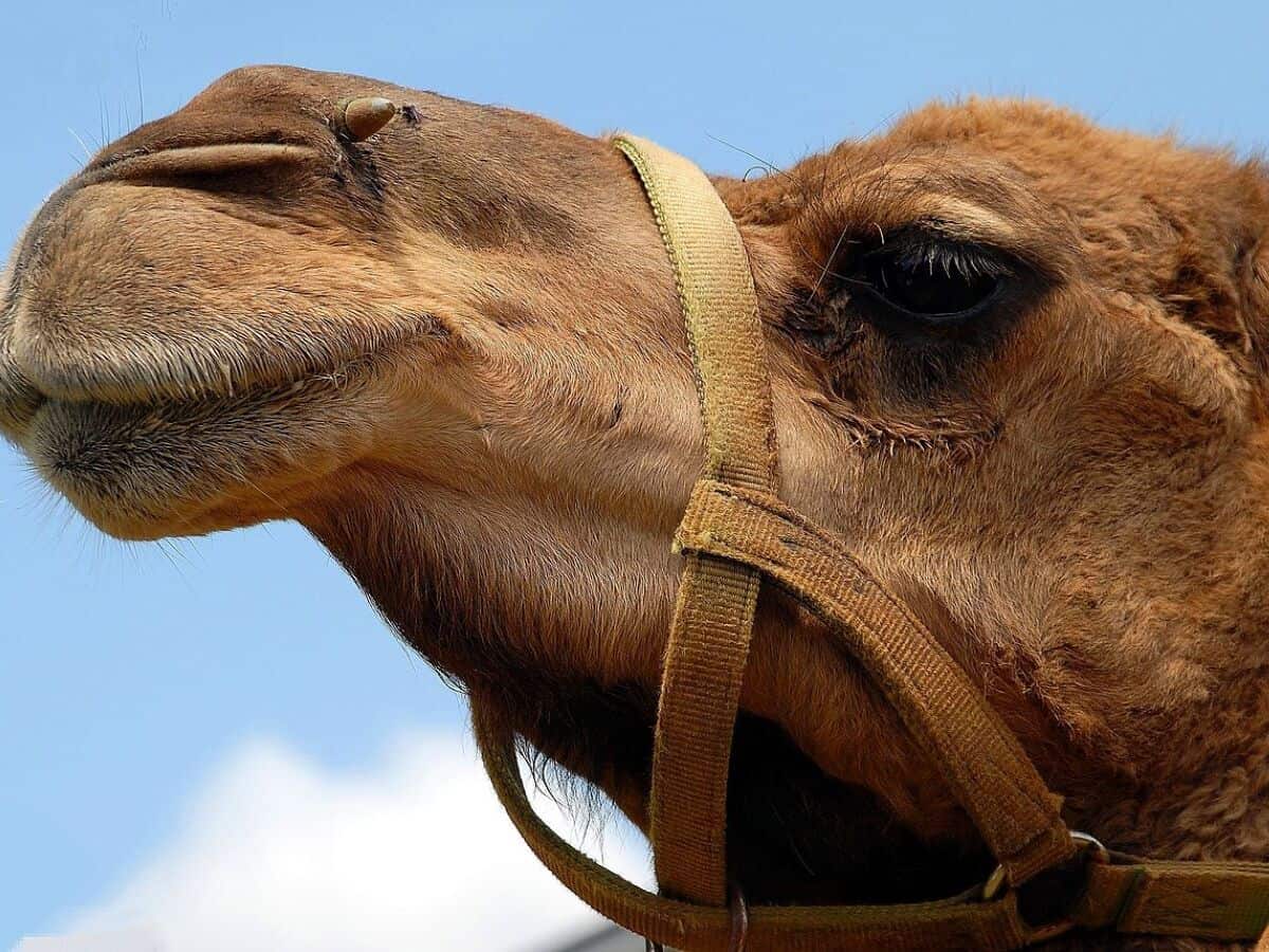 Pakistani landlord faces jail for chopping off camel's leg